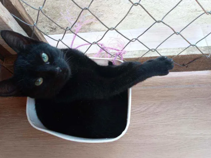Gato ra a De muito amor idade 7 a 11 meses nome Lilith (Lili também)