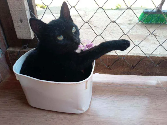 Gato ra a De muito amor idade 7 a 11 meses nome Lilith (Lili também)