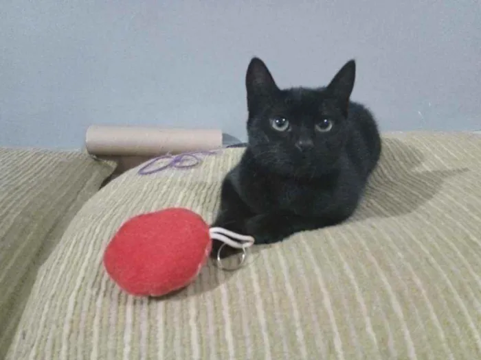 Gato ra a De muito amor idade 7 a 11 meses nome Lilith (Lili também)