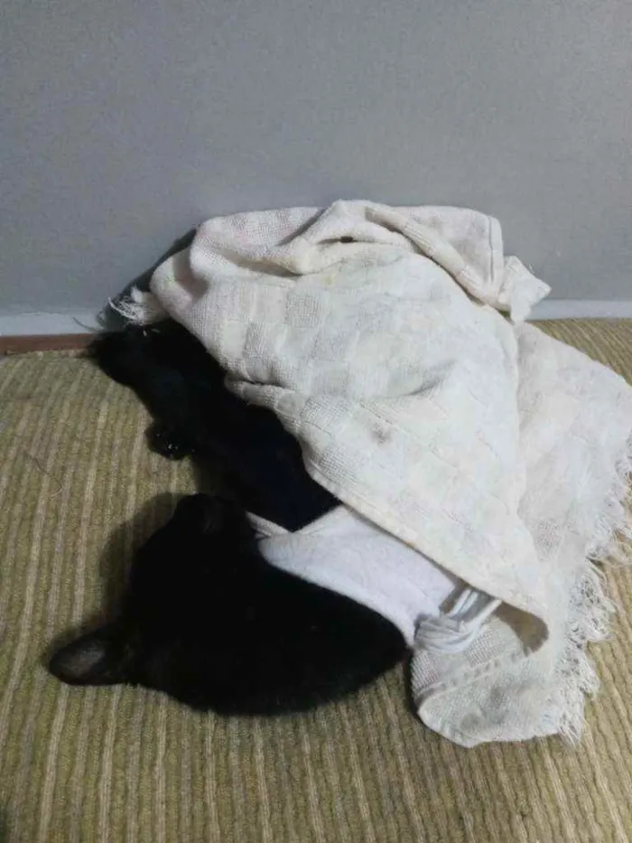 Gato ra a De muito amor idade 7 a 11 meses nome Lilith (Lili também)