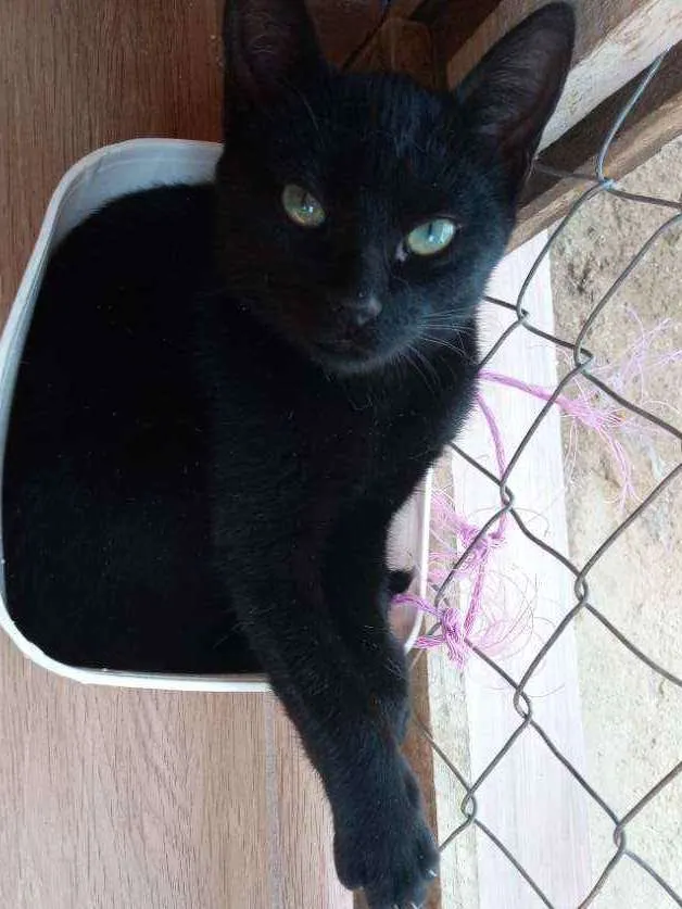 Gato ra a De muito amor idade 7 a 11 meses nome Lilith (Lili também)