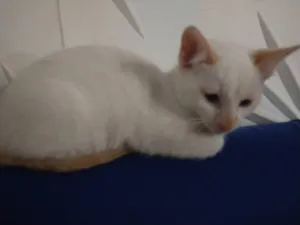 Gato raça Não sei  idade 7 a 11 meses nome Mickey