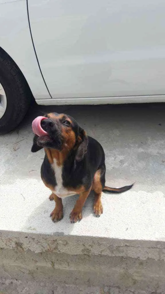 Cachorro ra a Vira lata idade 7 a 11 meses nome Magae