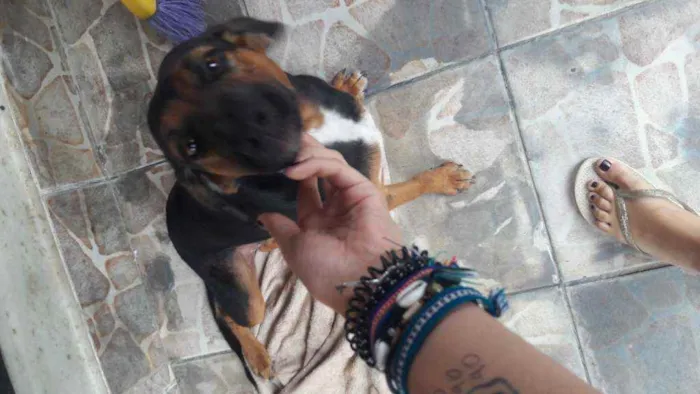 Cachorro ra a Vira lata idade 7 a 11 meses nome Magae