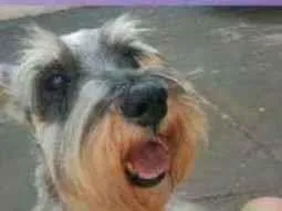 Cachorro ra a Schnauzer idade 6 ou mais anos nome Sadam