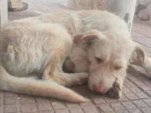 Cachorro raça Estopinha idade  nome Estopinha