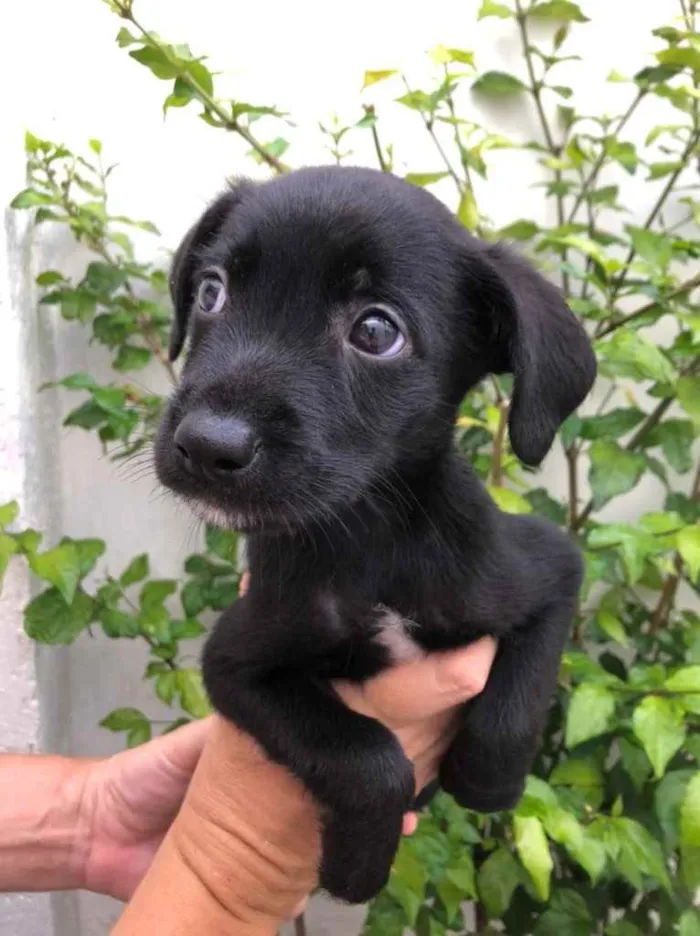 Cachorro raça Sem Raça Definida idade Abaixo de 2 meses nome Sem nome