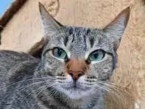 Gato ra a Srd  idade 1 ano nome Thifany
