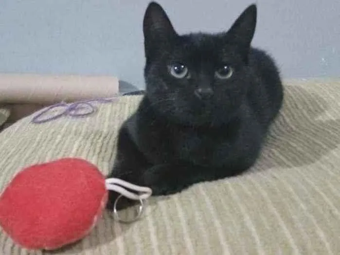 Gato ra a De muito amor idade 7 a 11 meses nome Lilith (Lili também)