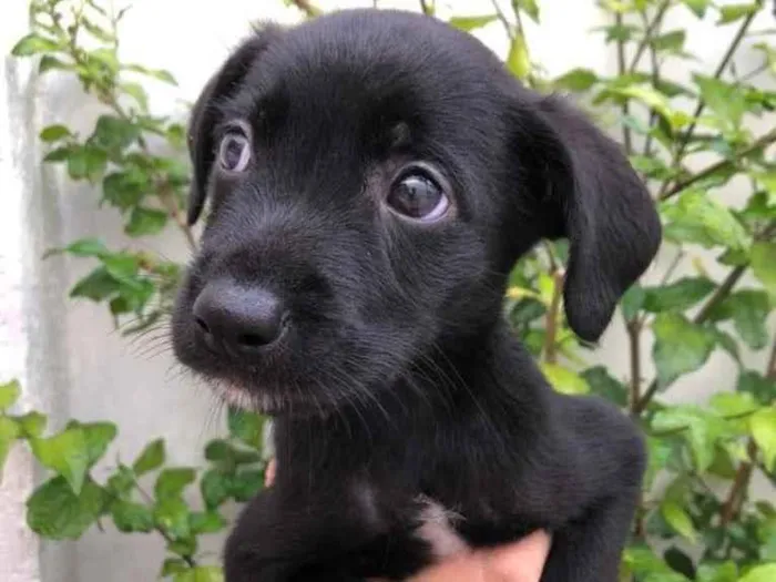 Cachorro raça Sem Raça Definida idade Abaixo de 2 meses nome Sem nome