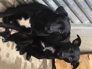 Cachorro raça SRD idade 2 anos nome Jota, Baby