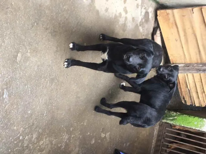 Cachorro ra a SRD idade 2 anos nome Jota, Baby