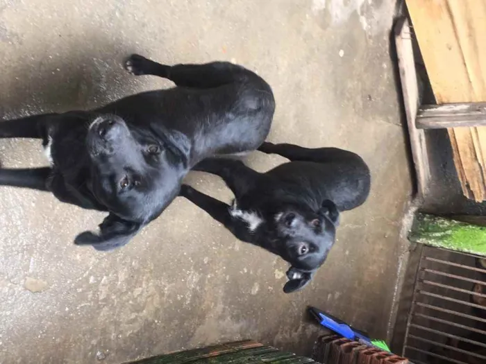 Cachorro ra a SRD idade 2 anos nome Jota, Baby