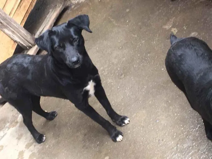 Cachorro ra a SRD idade 2 anos nome Jota, Baby
