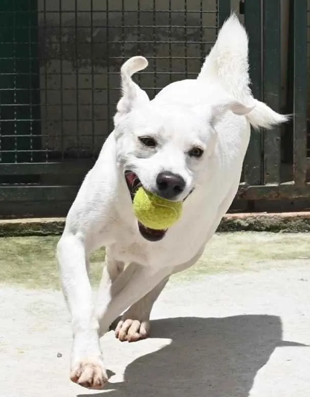 Cachorro raça Mestiço labrador idade 3 anos nome Ras