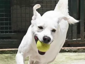 Cachorro raça Mestiço labrador idade 3 anos nome Ras