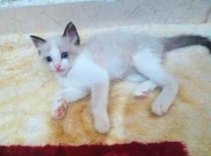 Gato raça  idade 2 a 6 meses nome Gatinhos filhotes 
