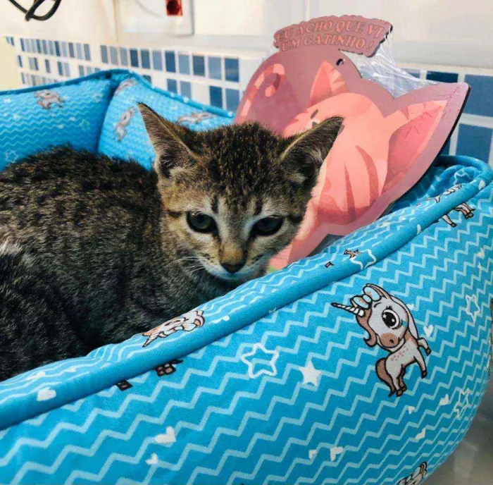 Gato raça  idade 2 a 6 meses nome Gatinhos filhotes 