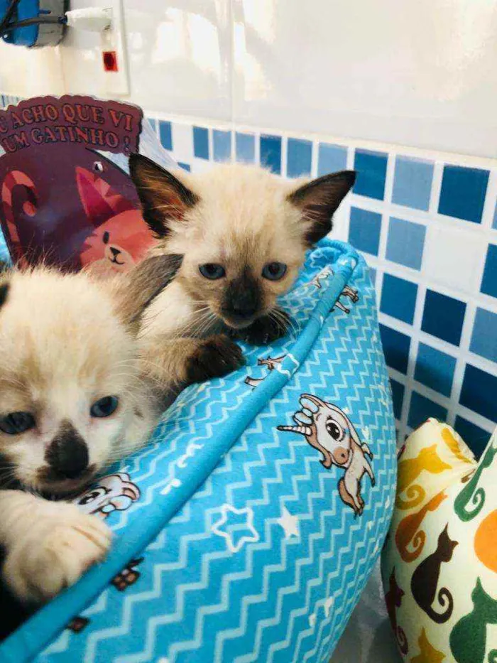 Gatinhos filhotes 