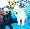 Gato raça  idade 2 a 6 meses nome Gatinhos filhotes 