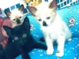 Gato raça  idade 2 a 6 meses nome Gatinhos filhotes 