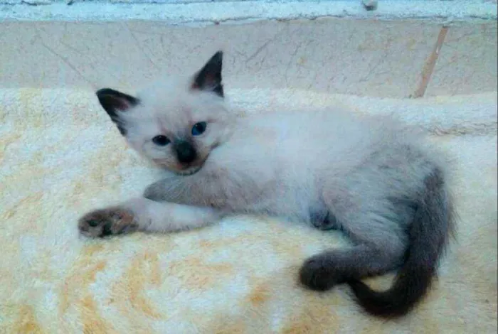 Gato raça  idade 2 a 6 meses nome Gatinhos filhotes 