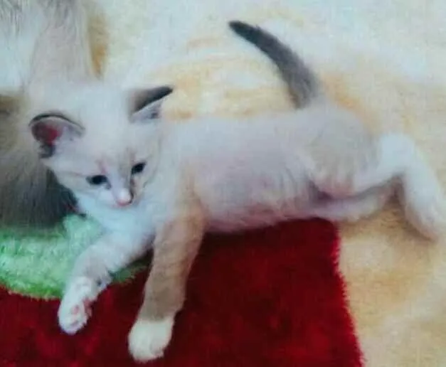 Gato raça  idade 2 a 6 meses nome Gatinhos filhotes 