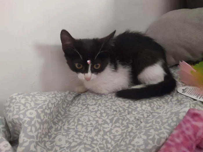 Gato ra a Srd idade 2 a 6 meses nome Gatinha 