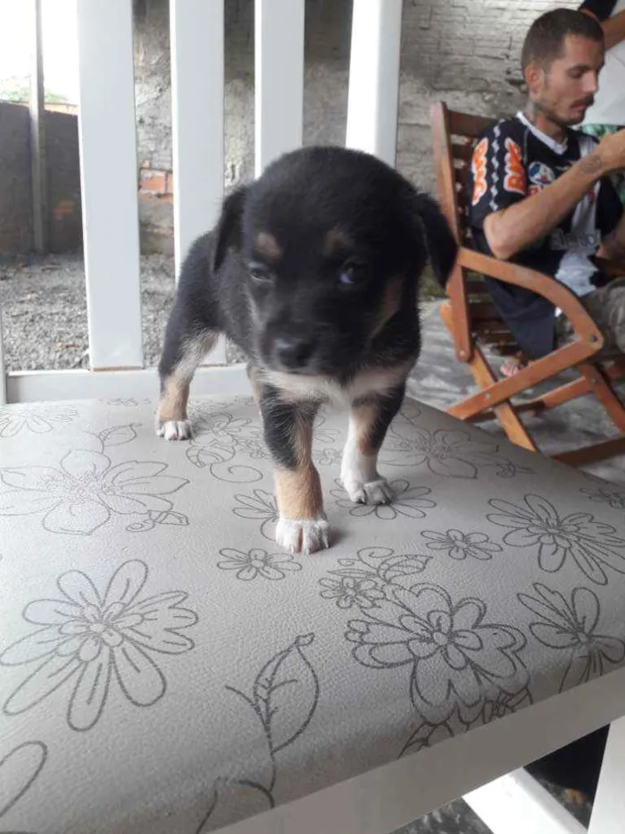 Cachorro ra a Pequenês  idade Abaixo de 2 meses nome São 5 cachorrinhas 