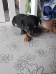 São 5 cachorrinhas 