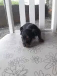 São 5 cachorrinhas 
