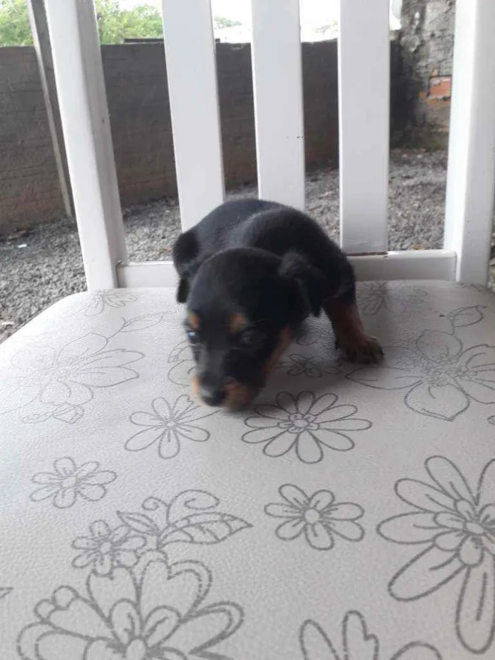 Cachorro ra a Pequenês  idade Abaixo de 2 meses nome São 5 cachorrinhas 