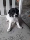 São 5 cachorrinhas 