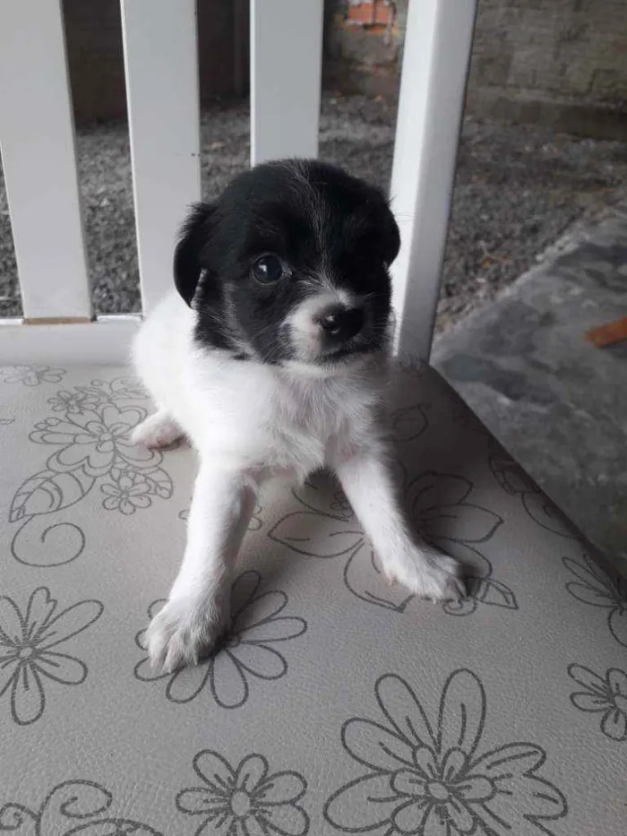 Cachorro ra a Pequenês  idade Abaixo de 2 meses nome São 5 cachorrinhas 
