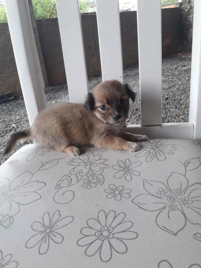 Cachorro ra a Pequenês  idade Abaixo de 2 meses nome São 5 cachorrinhas 