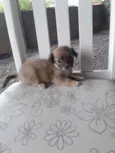 São 5 cachorrinhas