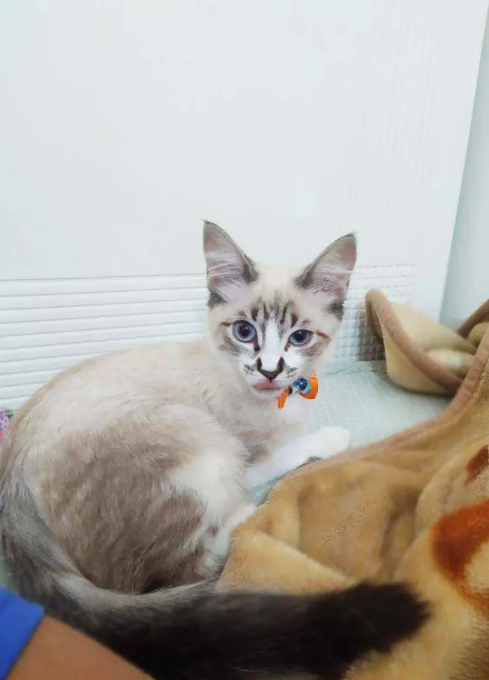 Gato ra a Srd idade 2 a 6 meses nome Mathias