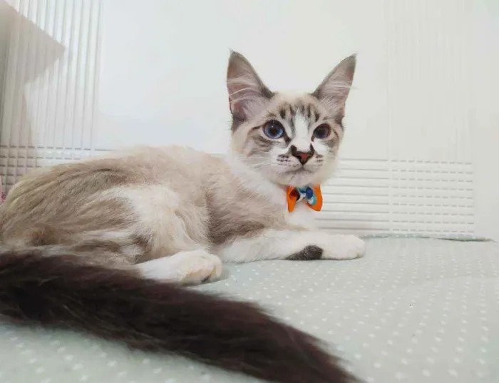 Gato ra a Srd idade 2 a 6 meses nome Mathias