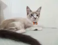 Mathias