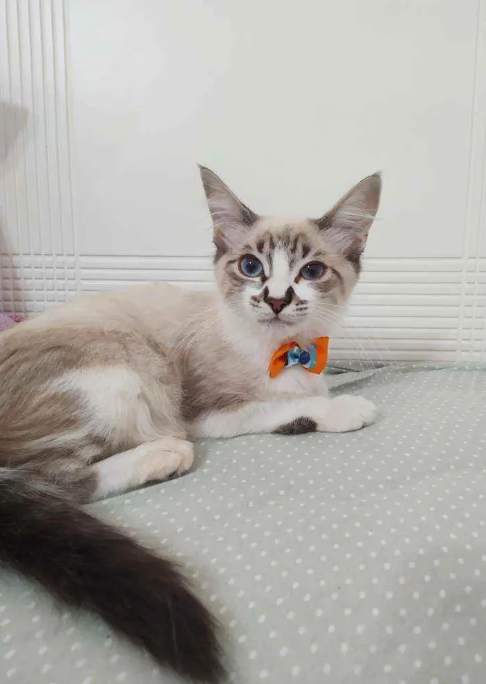 Gato ra a Srd idade 2 a 6 meses nome Mathias