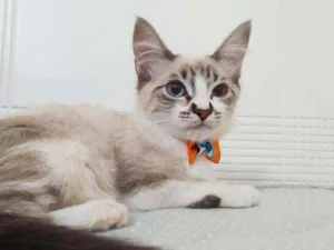 Gato raça Srd idade 2 a 6 meses nome Mathias