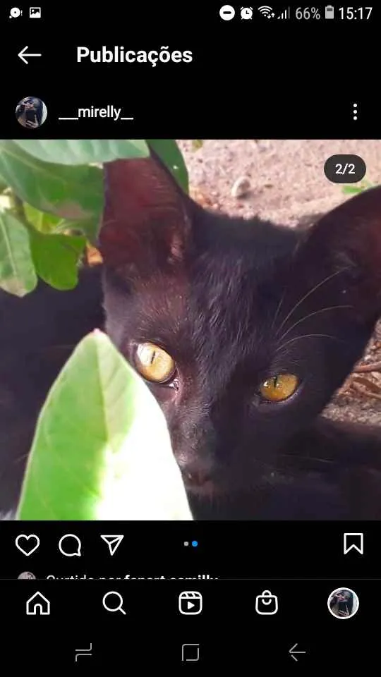 Gato raça Vira lata idade 2 a 6 meses nome Pin, arch, iorgute, 