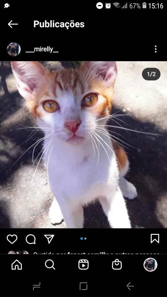 Gato raça Vira lata idade 2 a 6 meses nome Pin, arch, iorgute, 