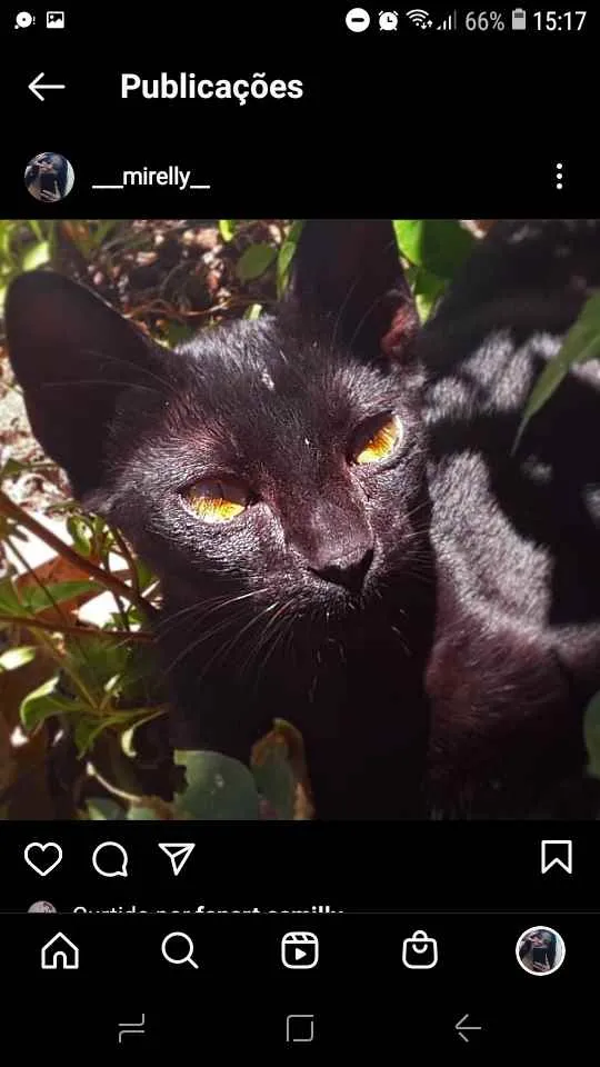 Gato raça Vira lata idade 2 a 6 meses nome Pin, arch, iorgute, 