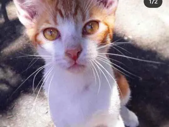 Gato raça Vira lata idade 2 a 6 meses nome Pin, arch, iorgute, 