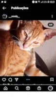 Pessego