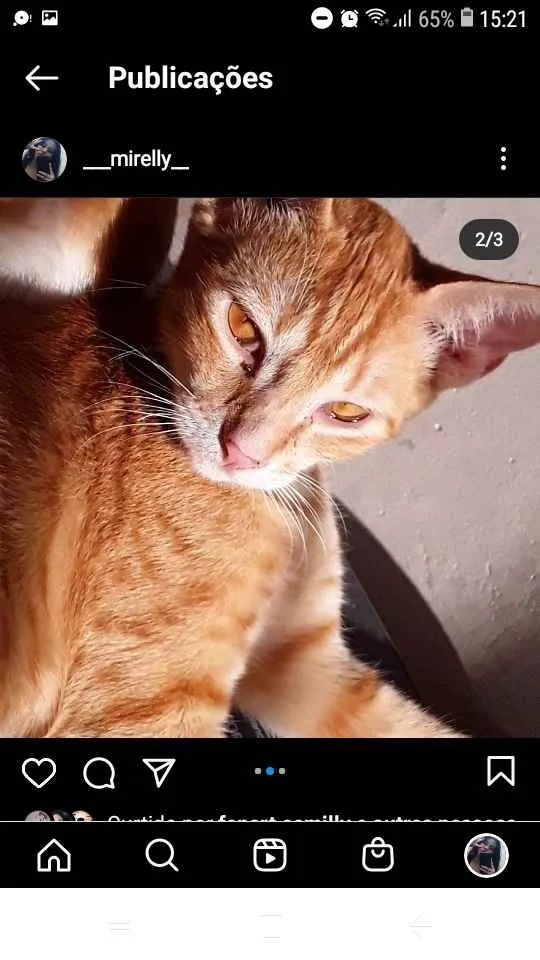 Gato raça Vira lata idade 2 a 6 meses nome Pessego