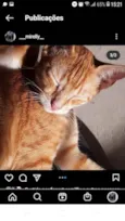 Pessego