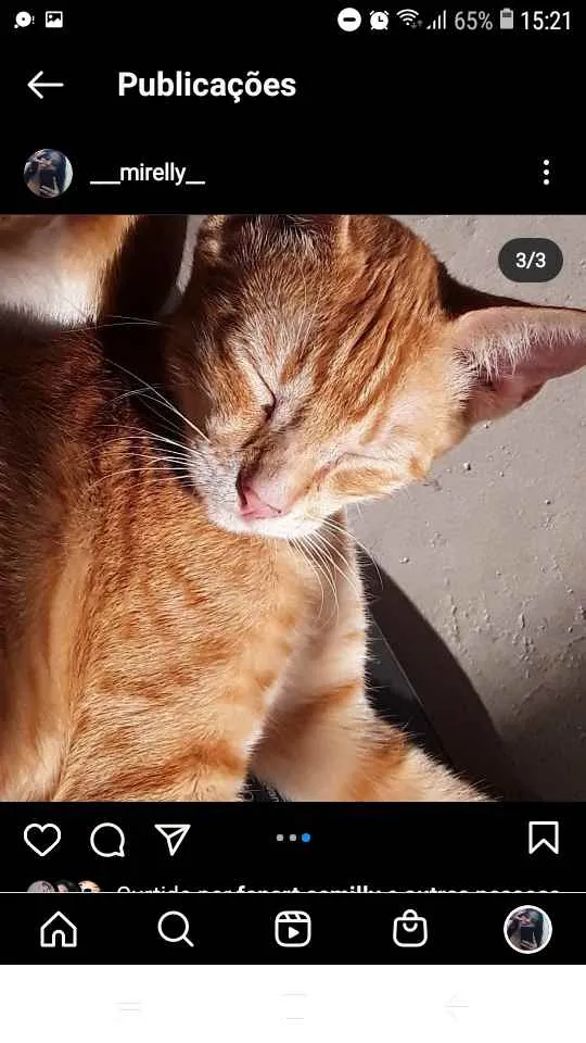 Gato raça Vira lata idade 2 a 6 meses nome Pessego