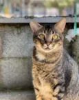 Gato raça Vira lata  idade 4 anos nome Quindim 